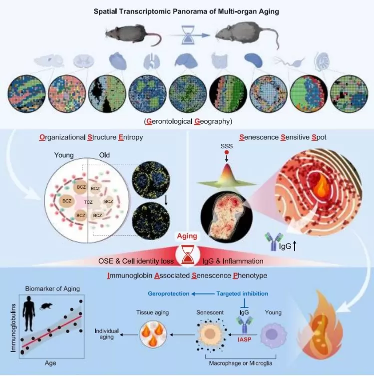 Spatial transcriptomics reveals organ-wide senescence hotspots, rising organizational entropy, and IgG-linked inflammation across aging tissues.